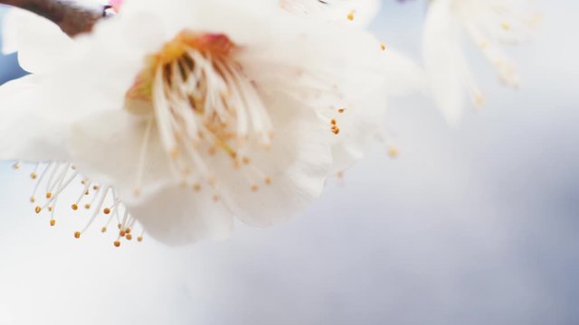 Plum Blossoms in Japan | Macro | Slow Motion