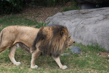 Lion Walking