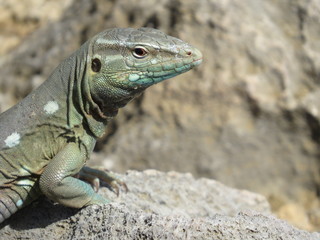Eidechse, Lizzard