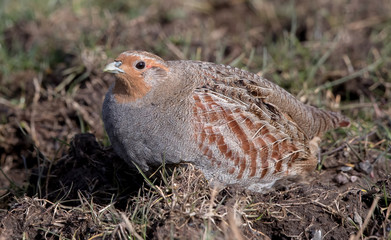 Grey Partridge in the Grass
