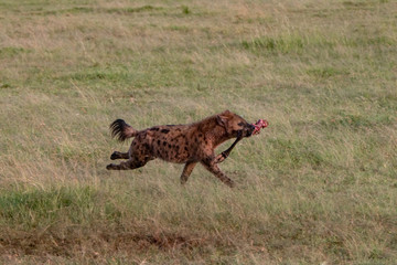 Hyena running with an animal leg in its mouth