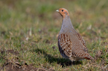 Grey Partridge in the Grass