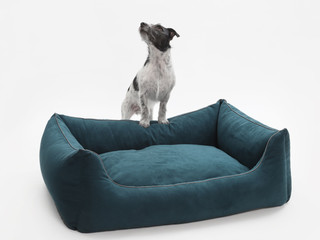 Jack-Russell-Terrier steht stolz auf seinem eleganten Hundesofa, Studiofoto