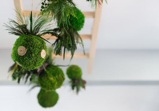Kokedama plant in ball with fern at ceiling