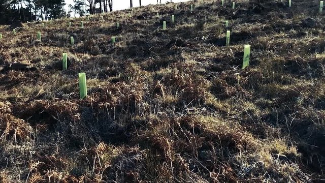 Reforestation project to revive the beautiful Ch&atilde;o da Lagoa forest - tilt down pan