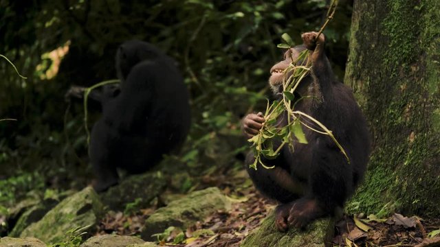 SLOW MOTION: Footage of chimpanzee chewing on tree bark.