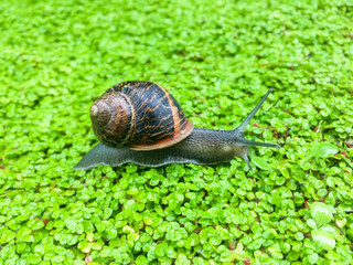 caracol