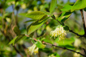 flowering honeysuckle edible in the country in the spring