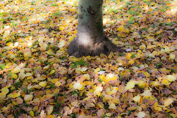 hojas caidas parque otoñal