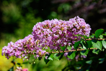 Close up of small vivid pink flowers of Lagerstroemia plant, commonly known as crape myrtle on...