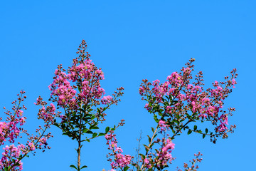 Small vivid pink flowers of Lagerstroemia plant, commonly known as crape myrtle on three branches towards clear blue sky in a sunny summer day in Scotland, beautiful outdoor floral background