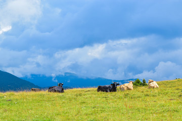 Fototapeta na wymiar Cows grazing on the high plateau near Transalpina road. This is one of the most beautiful alpine routes in Romania and the highest mountain asphalt road in Romania and the Carpathians mountains.