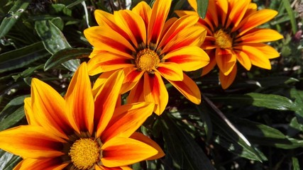 Blumen in einem Park in Österreich
