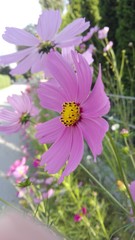 Blumen in einem Park in Österreich