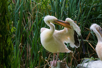 Pelican se toiletant