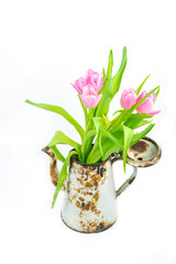 Pink tulips in rusty coffee pot. Concept of spring.