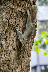Écureuil gris sur arbre 