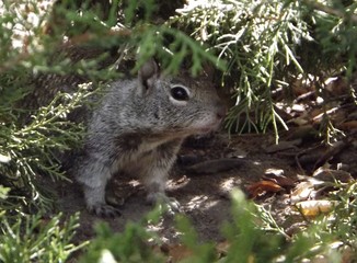 Naklejka na ściany i meble Squirrel Peeking Out From Forest Floor