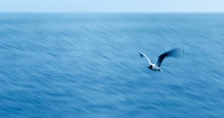bird flying 