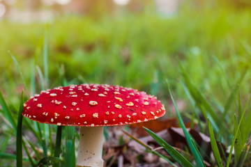 Poisonous red mushroom with white spotted growing in the grass. A close-up fly amanita mushroom found during autumn and winter.