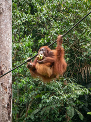 orangutans in semenggoh wildlife centre borneo malaysia forest monkey © Pat Whelen