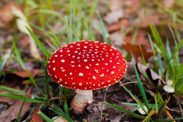 Poisonous red mushroom with white spotted growing in the grass. A close-up fly amanita mushroom found during autumn and winter.