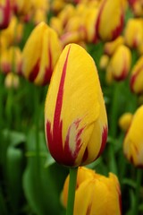 Yellow tulips
