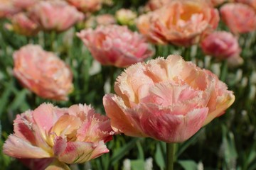 Pink tulips