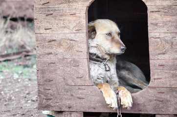 mongrel dog on a chain in a farm old style photo