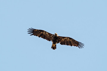 Imperial Eagle Aquila heliaca flying under blue sky. Majestic bird of prey in wildlife.