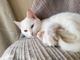 Gatita blanca con ojos bicolor