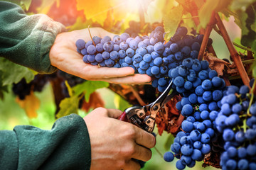 Vineyards grape at sunset in autumn harvest. Ripe blue wine berries gathering. Woman use scissors...