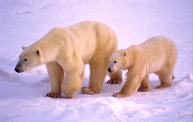 Obraz na płótnie Canvas Polar bear and cub oil