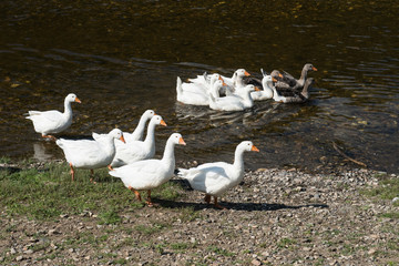 Flock of rural geese near water