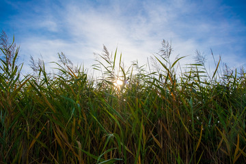Fototapeta premium Auenpark Marktredwitz