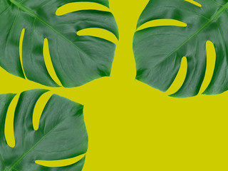 Fototapeta na wymiar Three large leaves of monstera on a dark yellow background. Tropical leaves, copy space.