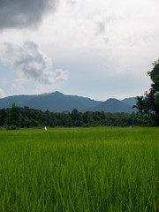 Fototapeta na wymiar Rice fields in Borneo, Malaysia