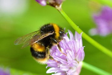 Bee on a chive flower.