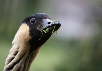 Canada goose munching grass in London