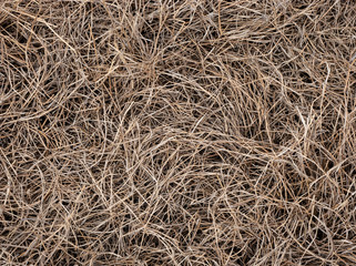 Dry Yellow Hay Grass Texture