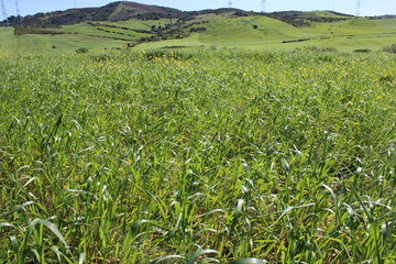 green field of corn and wheat