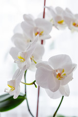 Fototapeta na wymiar White orchids on the windowsill, indoor plant close-up
