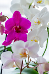 Naklejka na ściany i meble Blooming orchids close-up.