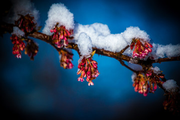 branch of a flowering tree covered with snow in Norway © RobertNiklas