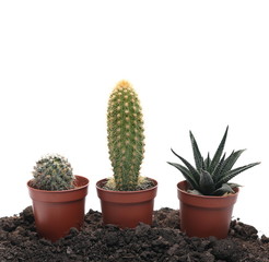 Cacti, cactus in flower pots, decorative houseplants isolated on white background
