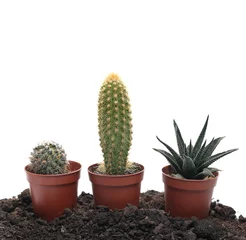 Foto op Plexiglas Cactus in pot Cactussen, cactus in bloempotten, decoratieve kamerplanten geïsoleerd op een witte achtergrond