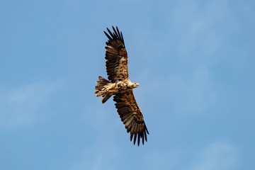 Imperial Eagle Aquila heliaca juvenile flying under blue sky with open beak screaming. Majestic bird of prey in wildlife.