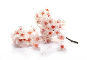 Fototapeta premium Blooming spring flowers isolated on white background, with clipping path