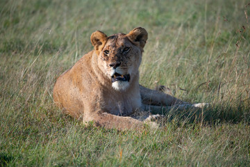 Fototapeta na wymiar close up of lioness sitting tentatively in the Masai Mara