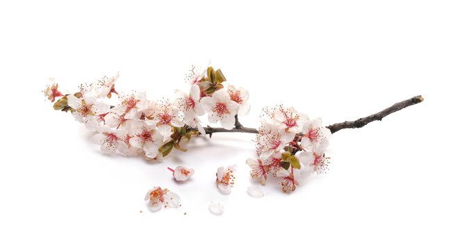 Blooming spring flowers isolated on white background, with clipping path